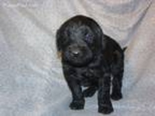 Labradoodle Puppy for sale in Antlers, OK, USA