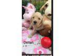 Labradoodle Puppy for sale in Gadsden, AL, USA