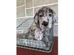 Great Dane Puppy for sale in Reinholds, PA, USA