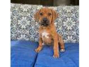 Rhodesian Ridgeback Puppy for sale in Fordland, MO, USA
