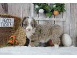 Mutt Puppy for sale in Miller, MO, USA