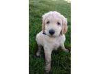 Goldendoodle Puppy for sale in Papillion, NE, USA