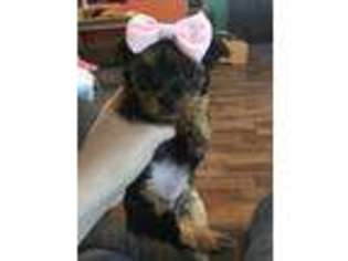 Yorkshire Terrier Puppy for sale in Jeffersonville, NY, USA