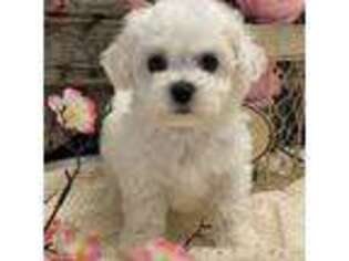 Bichon Frise Puppy for sale in Shipshewana, IN, USA