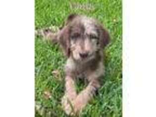 Labradoodle Puppy for sale in Demopolis, AL, USA