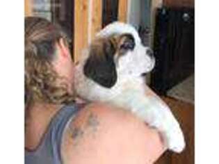 Saint Bernard Puppy for sale in Oshkosh, WI, USA