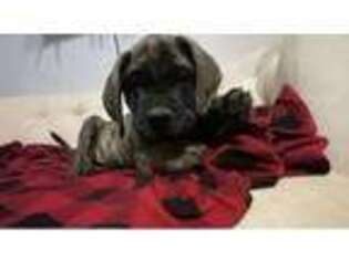 Mastiff Puppy for sale in Winfield, PA, USA