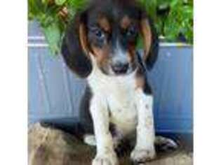 Beagle Puppy for sale in Oklahoma City, OK, USA