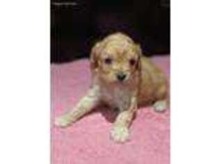 Cavapoo Puppy for sale in Moravia, NY, USA