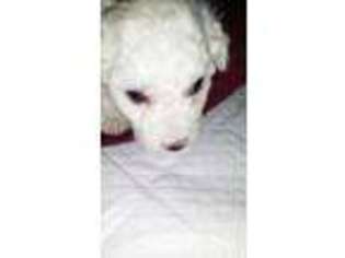 Bichon Frise Puppy for sale in Lenox, GA, USA