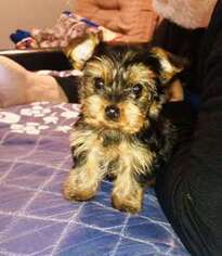 Yorkshire Terrier Puppy for sale in New Braunfels, TX, USA