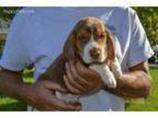 Beagle Puppy for sale in Dinuba, CA, USA