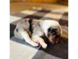 Collie Puppy for sale in Wilder, ID, USA