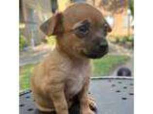 Chiweenie Puppy for sale in Houston, TX, USA