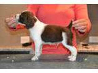 Brittany Puppy for sale in Boise, ID, USA