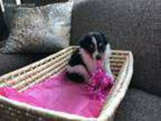 Shetland Sheepdog Puppy for sale in Sterling Heights, MI, USA