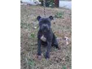 Staffordshire Bull Terrier Puppy for sale in Conley, GA, USA