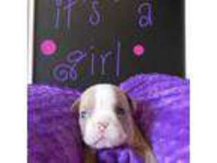 Bulldog Puppy for sale in West Chester, OH, USA