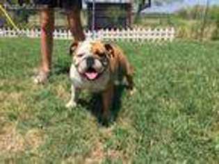 Bulldog Puppy for sale in Blum, TX, USA