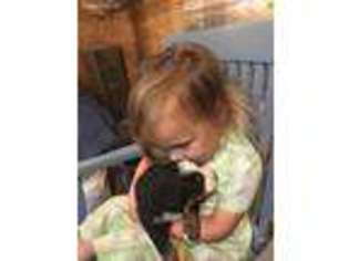 Bernese Mountain Dog Puppy for sale in Wrightsville, PA, USA