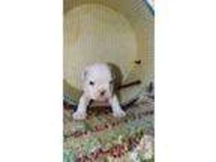 Bulldog Puppy for sale in BELLEVUE, NE, USA