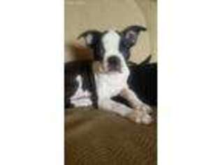 Boston Terrier Puppy for sale in Valley Springs, CA, USA