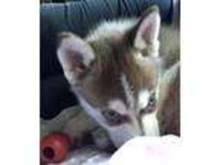 Siberian Husky Puppy for sale in Waterford, MI, USA