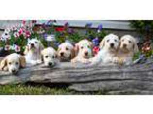 Labradoodle Puppy for sale in Shirley, NY, USA