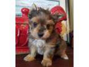 Yorkshire Terrier Puppy for sale in Drexel, MO, USA