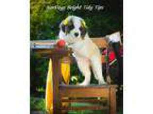 Saint Bernard Puppy for sale in Powell, TN, USA