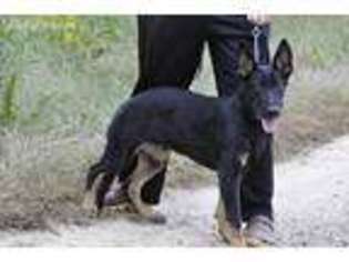 German Shepherd Dog Puppy for sale in Pickens, SC, USA