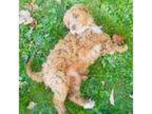 Goldendoodle Puppy for sale in Ishpeming, MI, USA