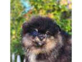 Pomeranian Puppy for sale in Redding, CA, USA