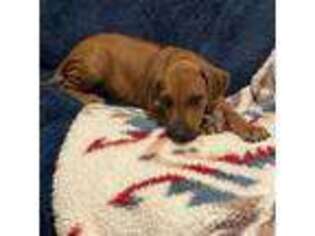 Rhodesian Ridgeback Puppy for sale in Taos, NM, USA