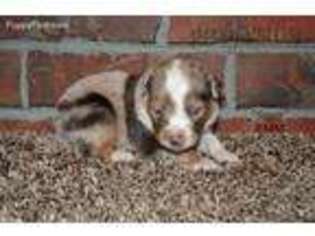 Miniature Australian Shepherd Puppy for sale in Shawnee, OK, USA