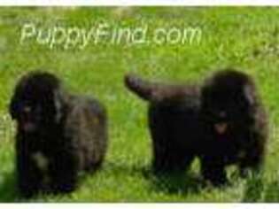 Newfoundland Puppy for sale in Spencer, IA, USA