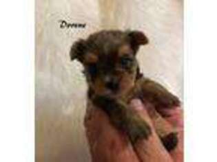 Yorkshire Terrier Puppy for sale in Conway, SC, USA