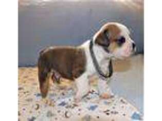 Bulldog Puppy for sale in Roseville, MI, USA