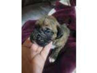 Boxer Puppy for sale in Altoona, PA, USA