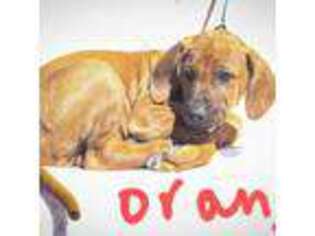 Rhodesian Ridgeback Puppy for sale in Yucaipa, CA, USA