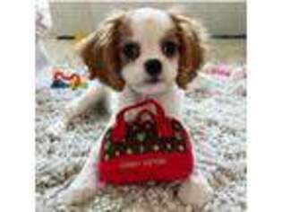 Cavalier King Charles Spaniel Puppy for sale in Fort Mitchell, KY, USA