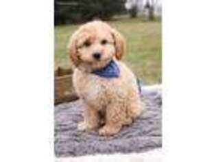 Cavapoo Puppy for sale in Rome City, IN, USA