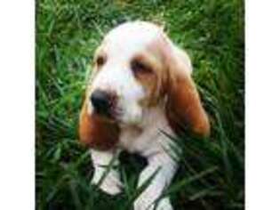 Basset Hound Puppy for sale in Sumterville, FL, USA