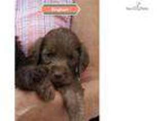Labradoodle Puppy for sale in Lawrence, KS, USA