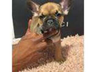 French Bulldog Puppy for sale in Albany, GA, USA