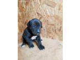 Boerboel Puppy for sale in Long Creek, OR, USA