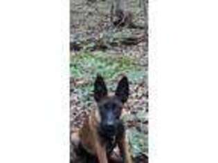 Belgian Malinois Puppy for sale in Boonsboro, MD, USA