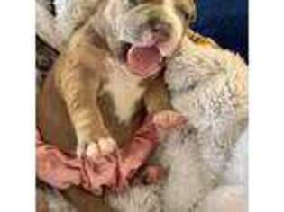 Mutt Puppy for sale in Oxford, AL, USA