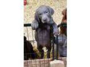 Labrador Retriever Puppy for sale in Whitehouse, OH, USA