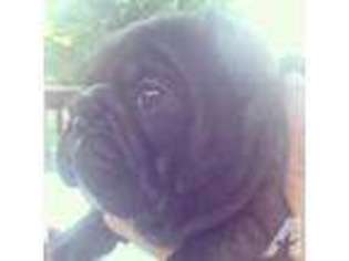 French Bulldog Puppy for sale in FENTON, MO, USA